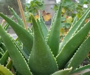 Aloe Vera- Alveja – dabīga MagPro Lab Magnija eļļa Pluss sastāvdaļa, kas palīdz mitrināt, barot un rūpēties par ādu
