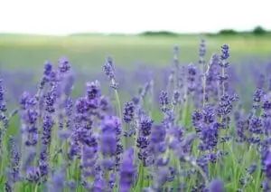Lavender essential Oil - Lavandas ēteriskā eļļa – dabīga MagPro Lab Magnija eļļa Pluss sastāvdaļa, kas veicina dziļāku ķermeņa relaksāciju